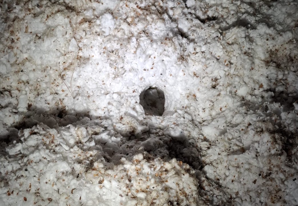 Une gallerie creusée par un rongeur dans l'isolant des combles d'une habitation aux Martys.