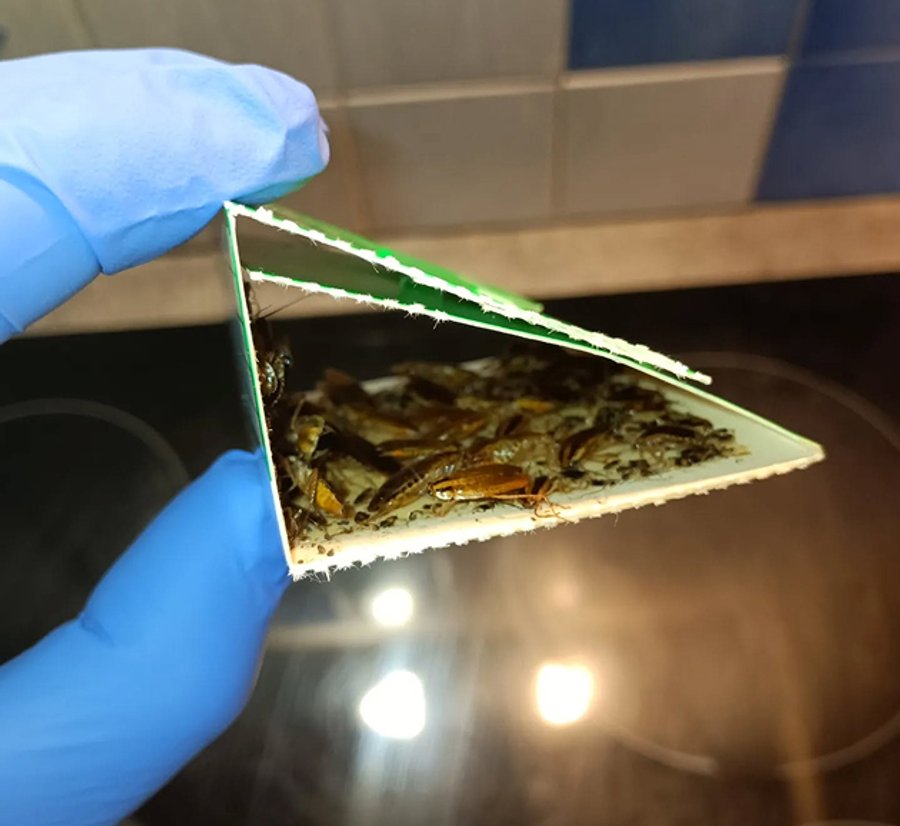 Dispositif de piégeage professionnel contre les blattes.