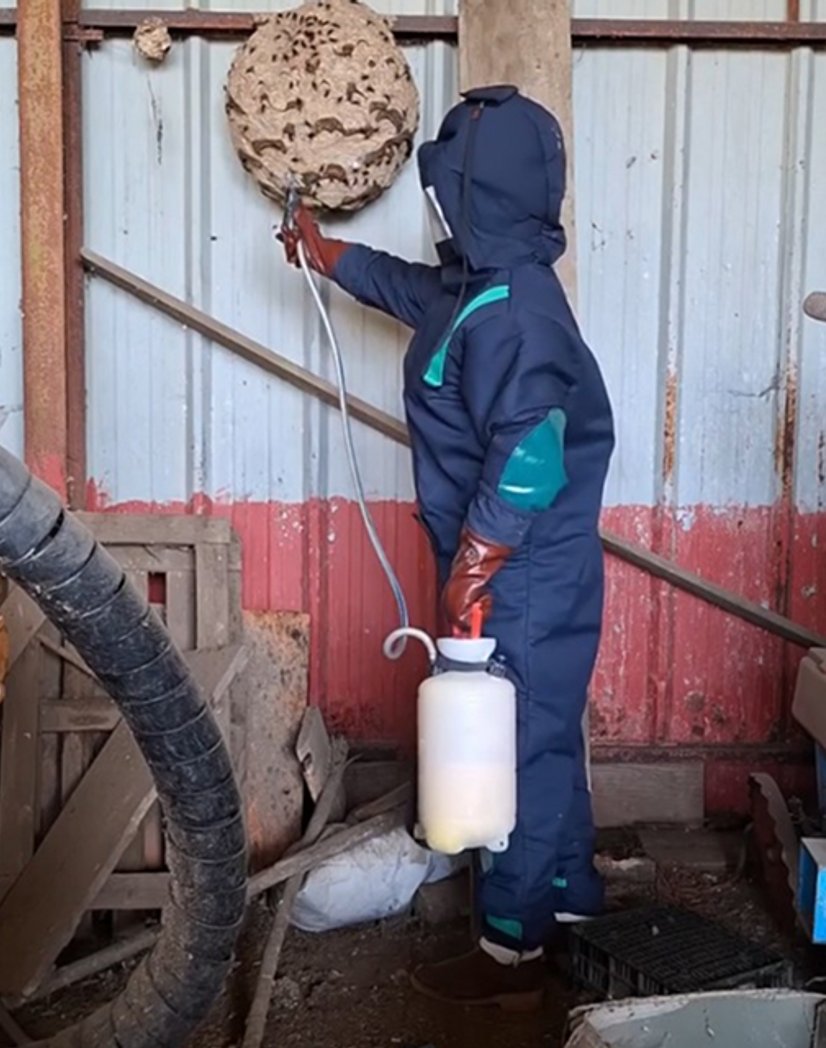 En tenue de destruction de nid de frelons à Mazamet