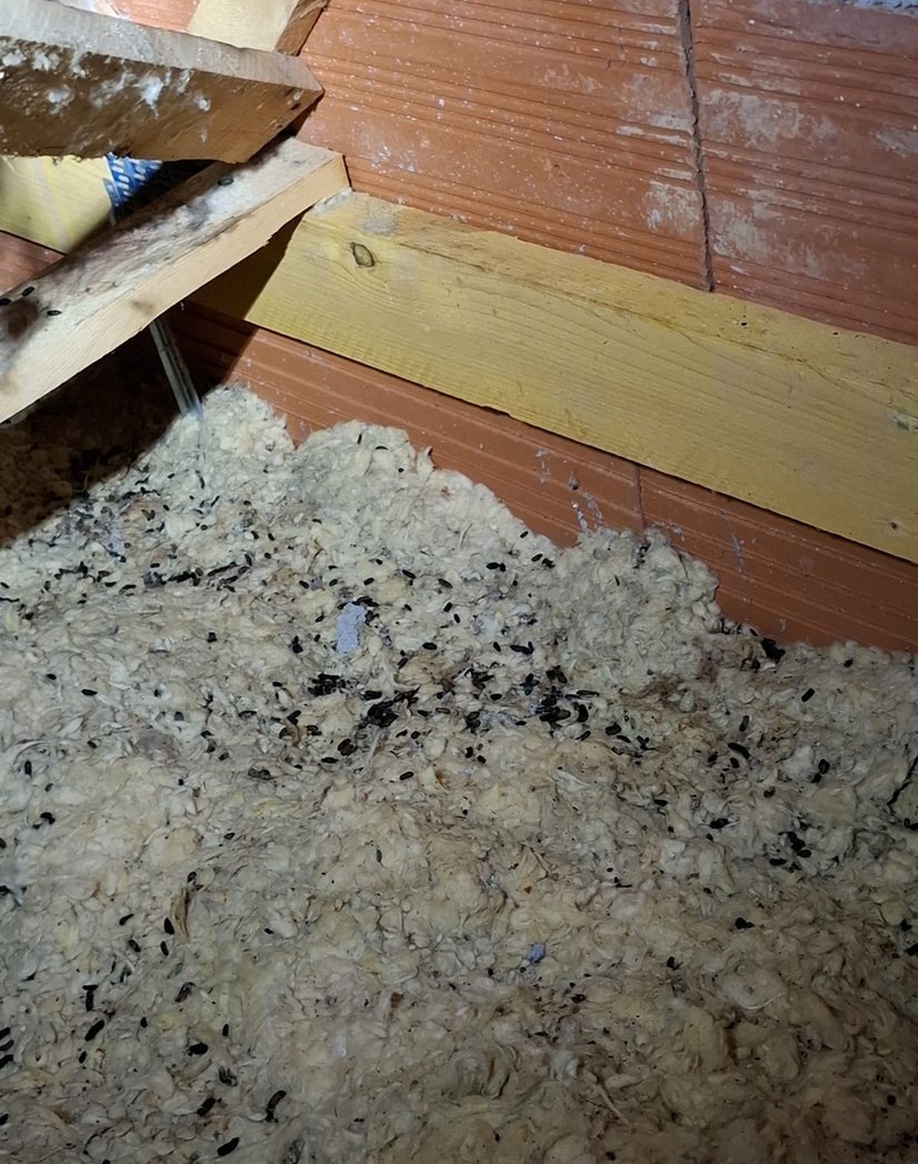 Traces de déjections de rat dans un grenier à Mazamet