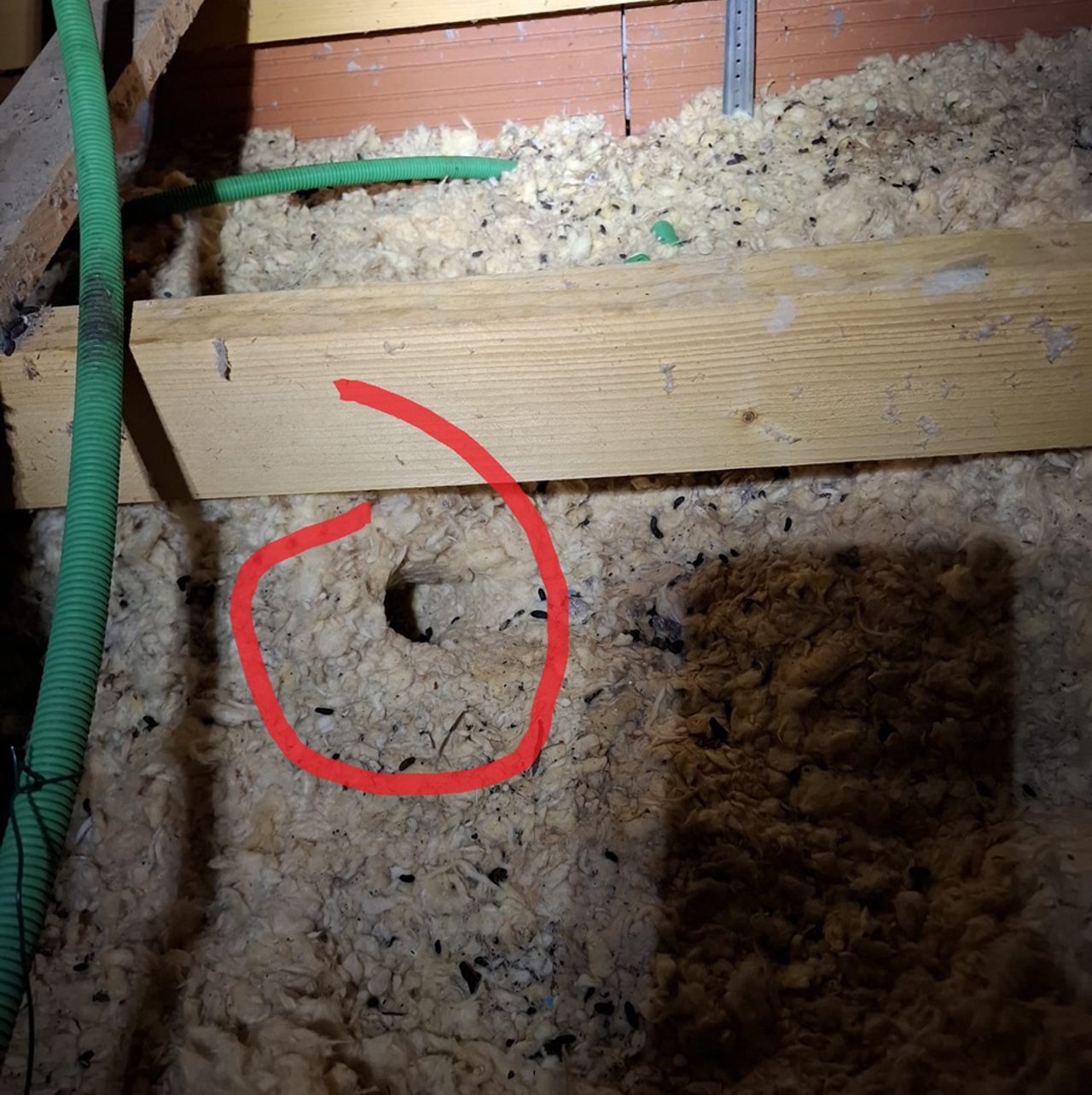 Dératisation rats professionnelle