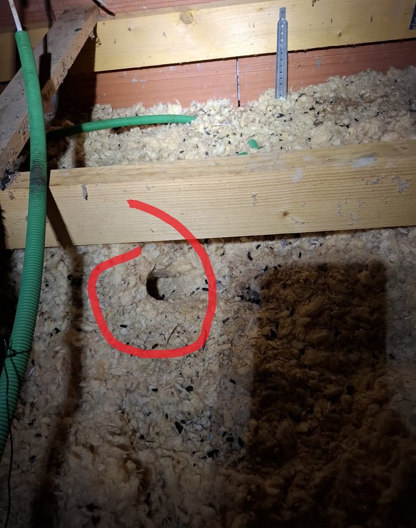 Traces de galeries de rat dans un grenier à Mazamet