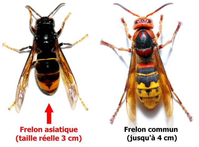 comparatif montrant les différences physiologiques entre frelon asiatique à gauche et frelon européen à droite