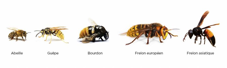 Comparatif visuel entre abeille, guêpe, frelon et bourdon