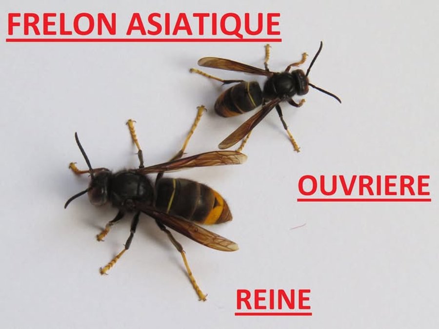 Comparatif entre une reine et une ouvrière pour un frelon asiatique. Notez la différence de taille.