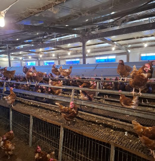 Christophe Guérin 3D - Service anti-nuisible - contrat anti nuisible Castres - Mazamet