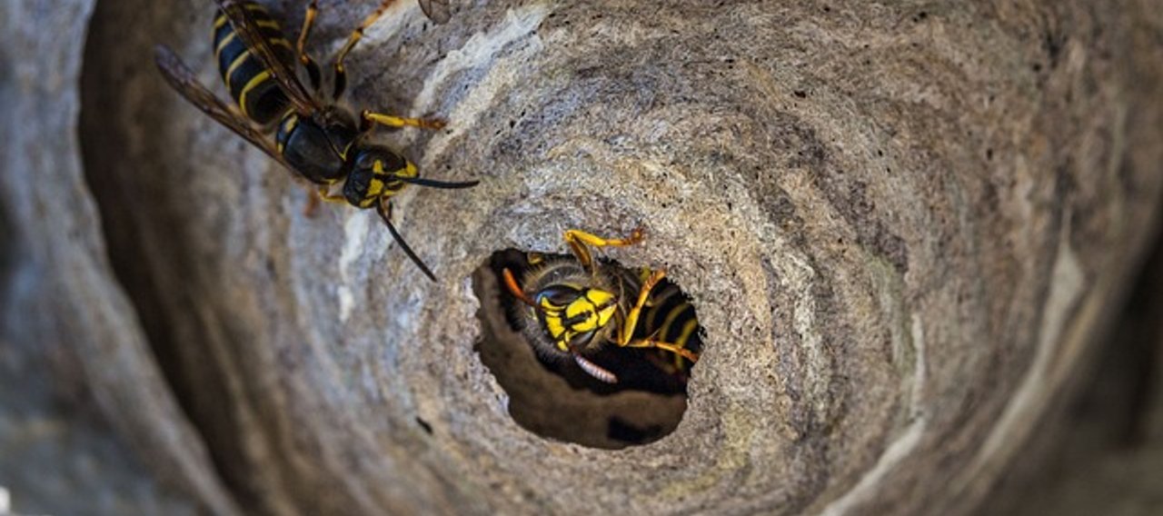 Destruction de nids de guêpes à Mazamet, Castres, Carcassonne - Legislation à Mazamet