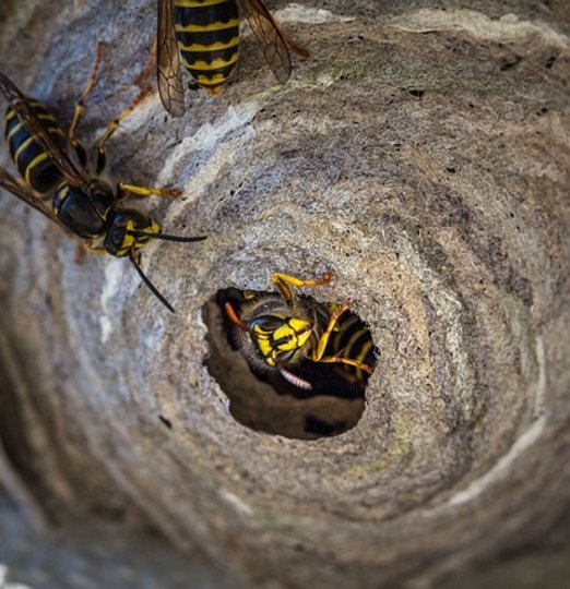 Destruction de nids de guêpes à Mazamet, Castres, Carcassonne - Legislation à Mazamet
