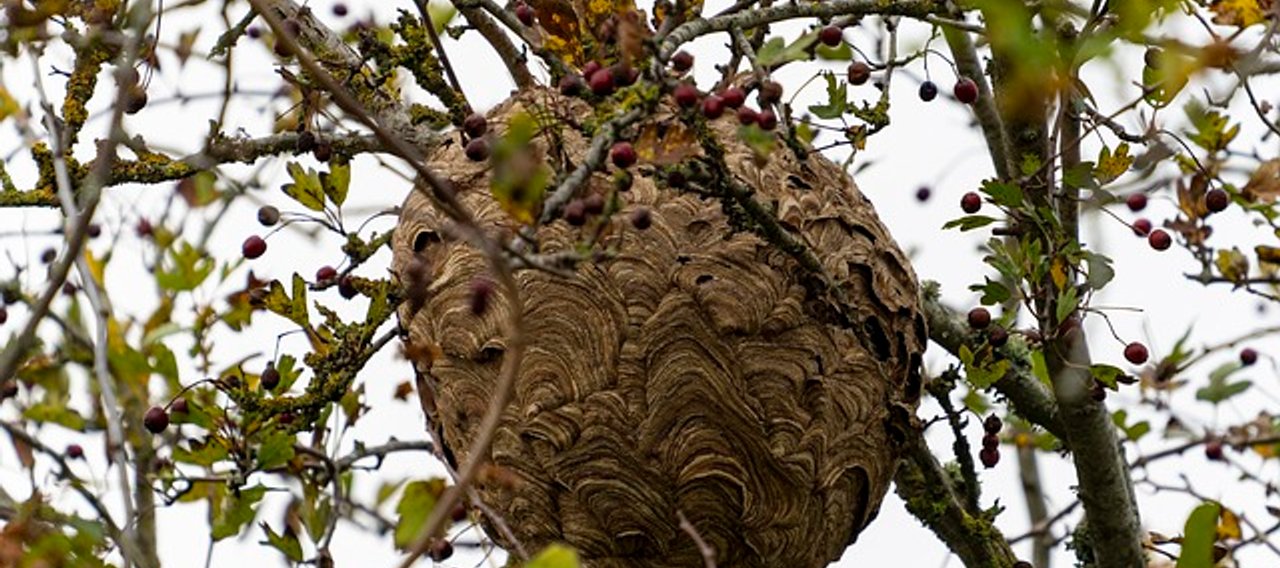 Nid de frelon Mazamet - Christophe Guérin 3D