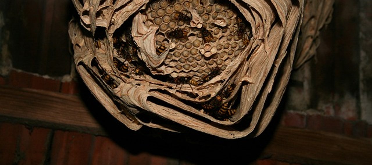 Nid de frelons asiatiques dans un arbre