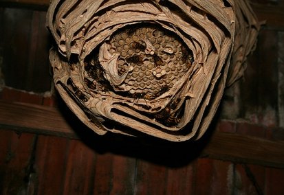 Nid de frelons asiatiques dans un arbre