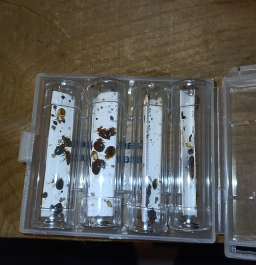 Christophe Guerin 3D - Désinsectisation, destruction de punaise de lit - Mazamet, Castres, Carcassonne - entreprise anti punaise de lit