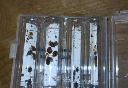 Christophe Guerin 3D - Désinsectisation, destruction de punaise de lit - Mazamet, Castres, Carcassonne - entreprise anti punaise de lit