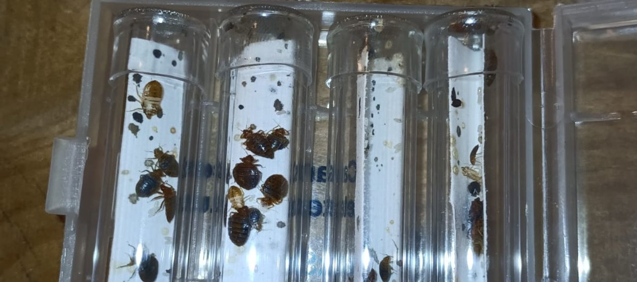 Christophe Guerin 3D - Désinsectisation, destruction de punaise de lit - Mazamet, Castres, Carcassonne - entreprise anti punaise de lit