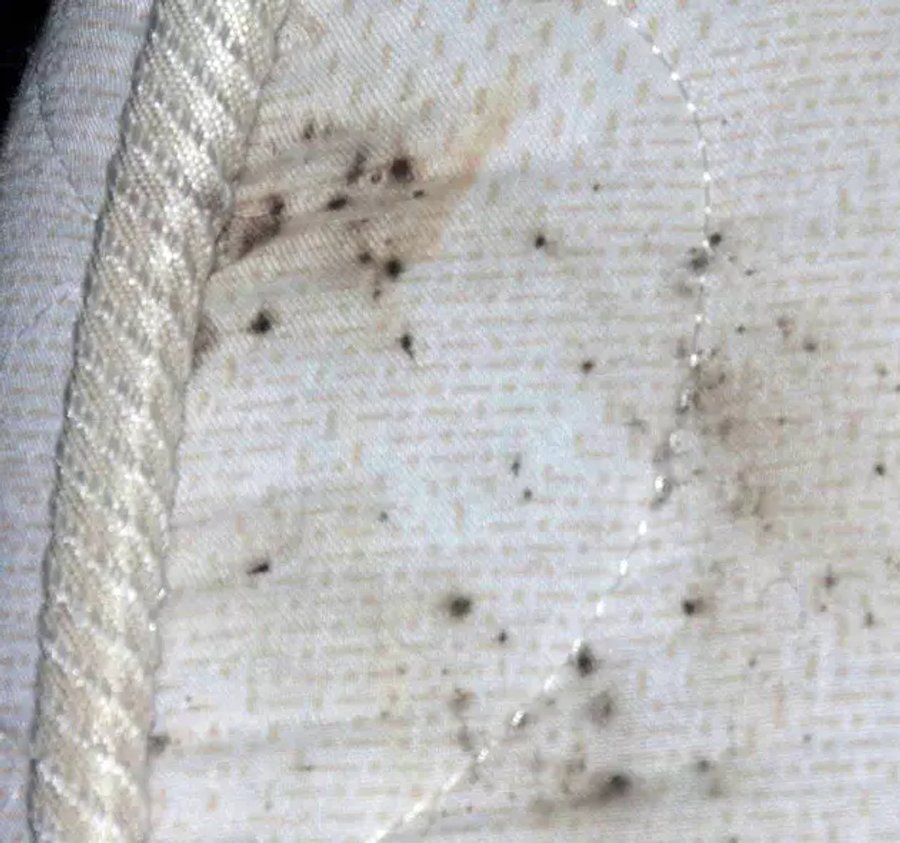 Traces d'infestation de punaises de lit dans les coutures d'un matelas.