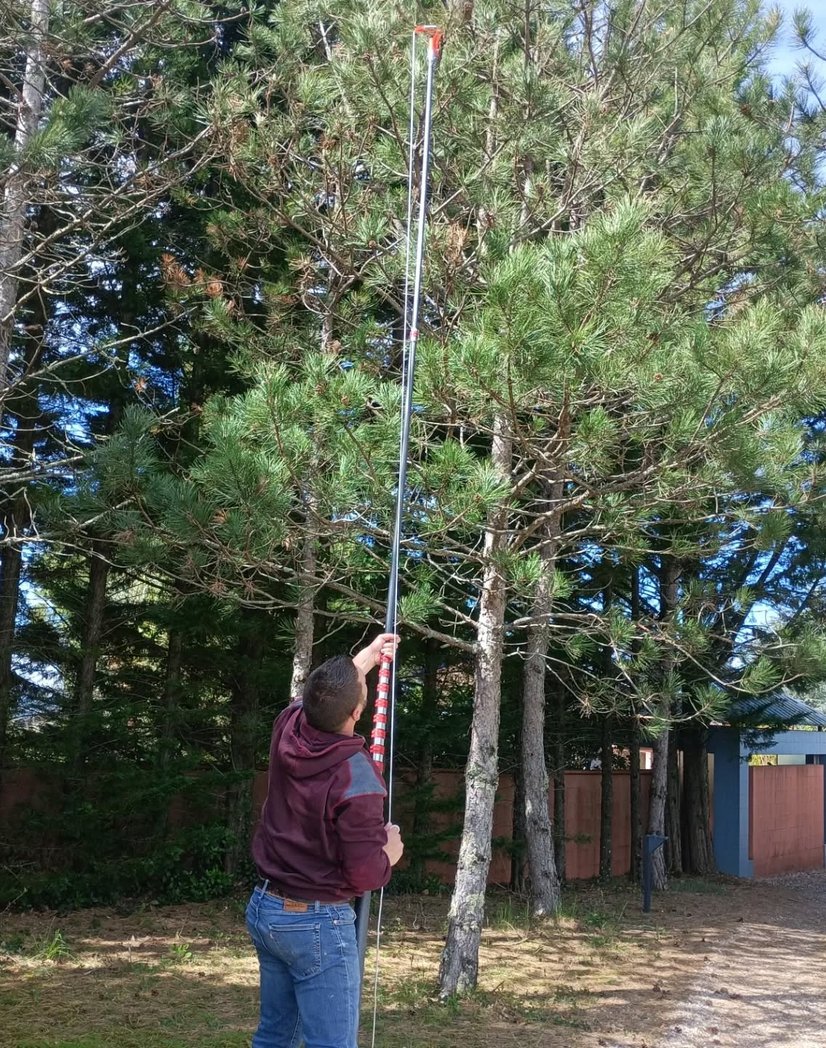 Enlèvement de nid de chenilles processionnaires à Mazamet, Castres et Carcassonne