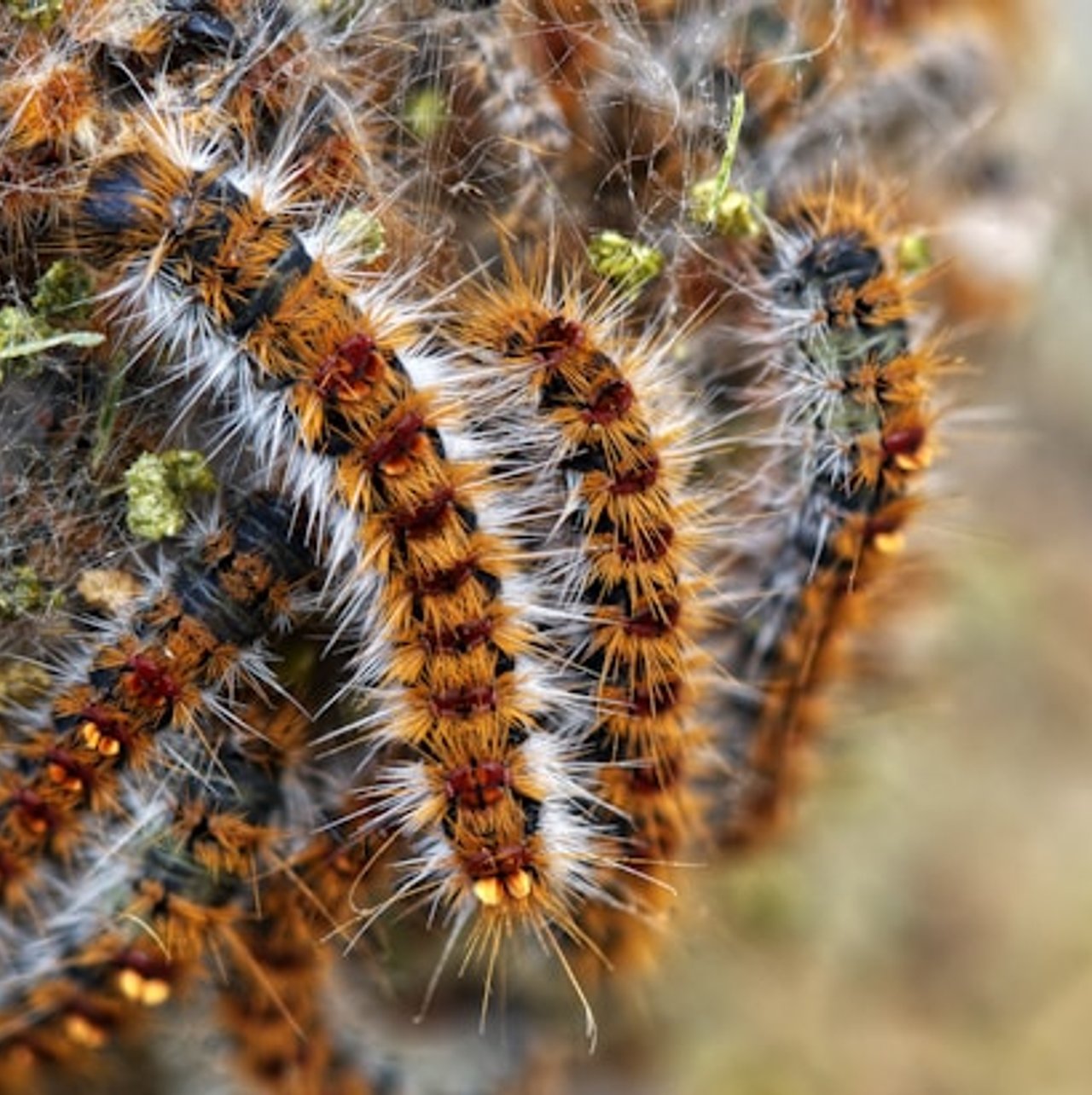 Enlèvement sécurisé de nid de chenilles processionnaires