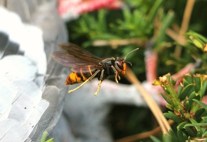 Christophe Guérin 3D - Destruction de nids de frelons Asiatique à Mazamet, Castres, Carcassonne - Protection des Abeilles