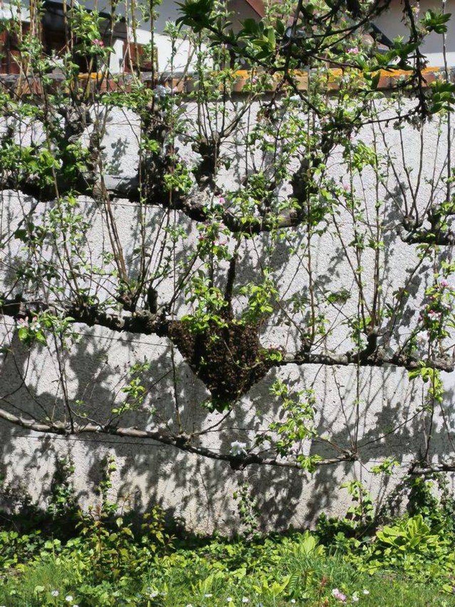 Essaim d'abeilles posé sur une branche de pommier dans un jardin