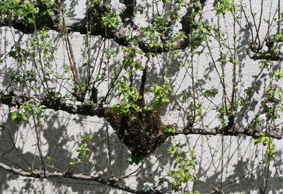 Essaim d'abeilles posé sur une branche de pommier dans un jardin