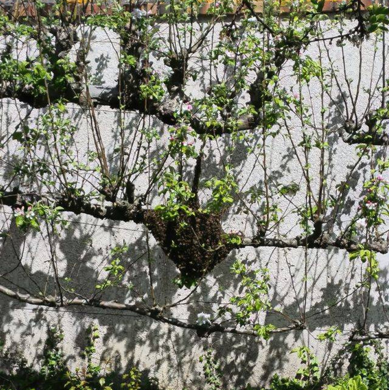 Récupération d'un essaim d'abeilles par Christophe Guérin 3D