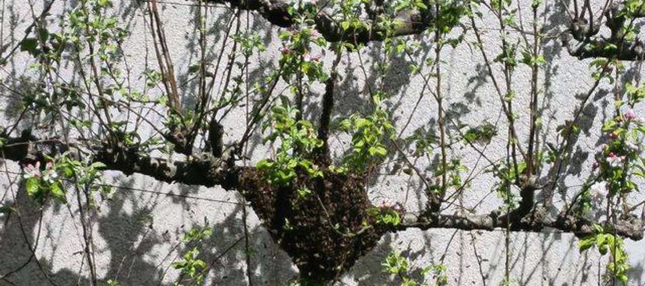 Essaim d'abeilles posé sur une branche de pommier dans un jardin