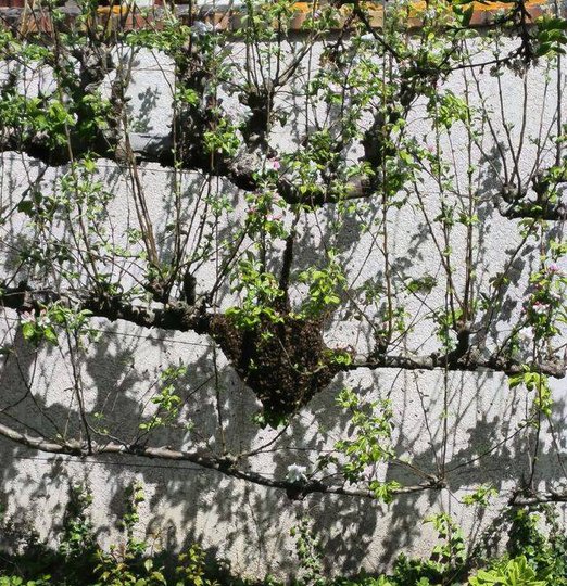 Essaim d'abeilles posé sur une branche de pommier dans un jardin