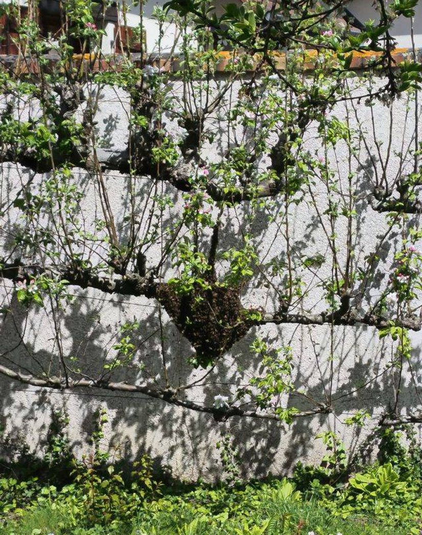 Essaim d'abeilles posé sur une branche de pommier dans un jardin
