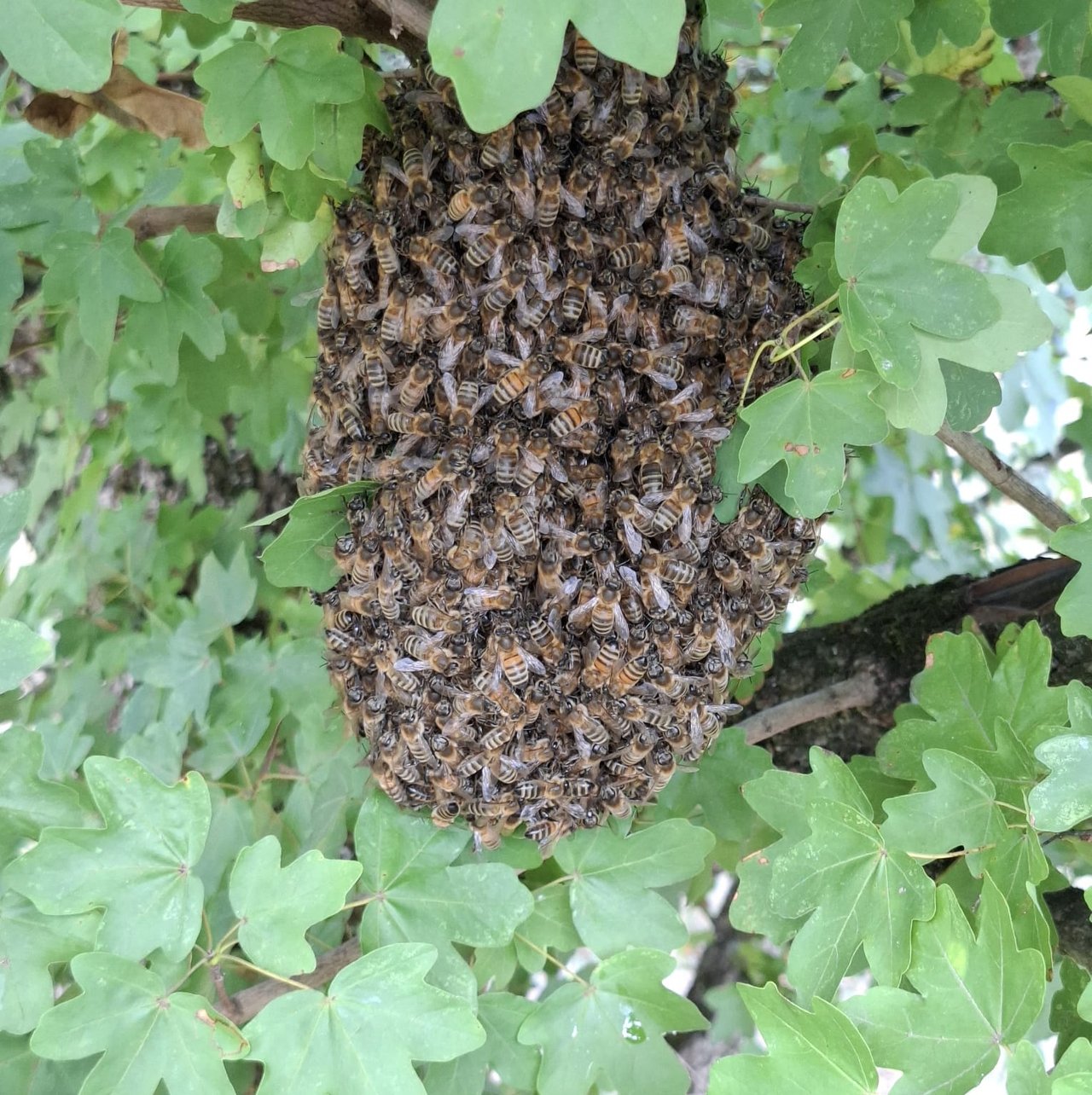 Autres insectes traités