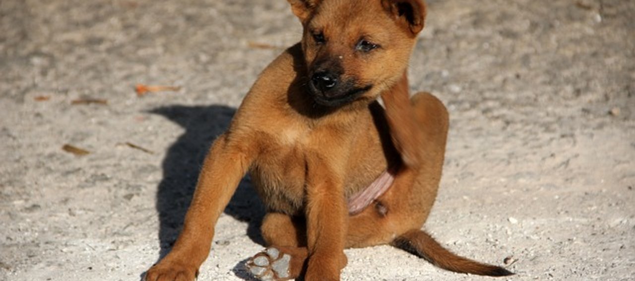 Traitement de puce à Mazamet - Christophe Guérin 3D
