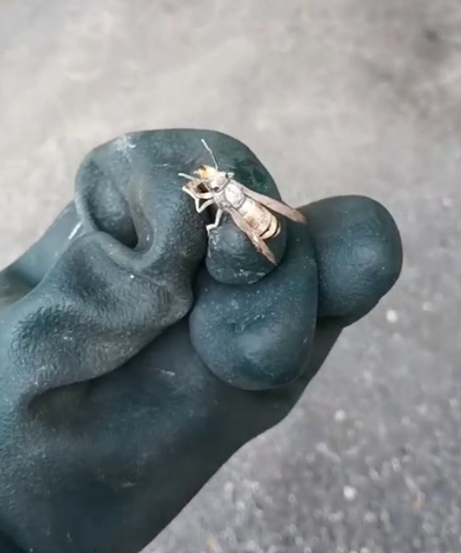 Reine fondatrice de frelon asiatique traitée à la poudre insecticide, recouverte de poudre blanche neurotoxique.