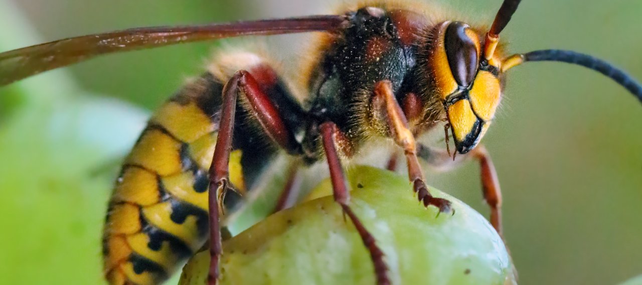 Destruction nid de frelon Castres Mazamet Tarn Aude