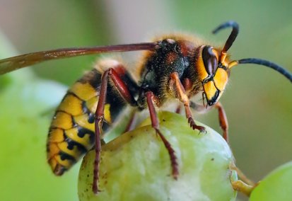 Destruction nid de frelon Castres Mazamet Tarn Aude