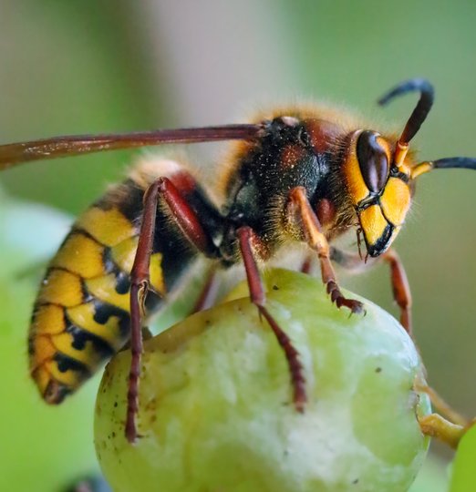 Destruction nid de frelon Castres Mazamet Tarn Aude