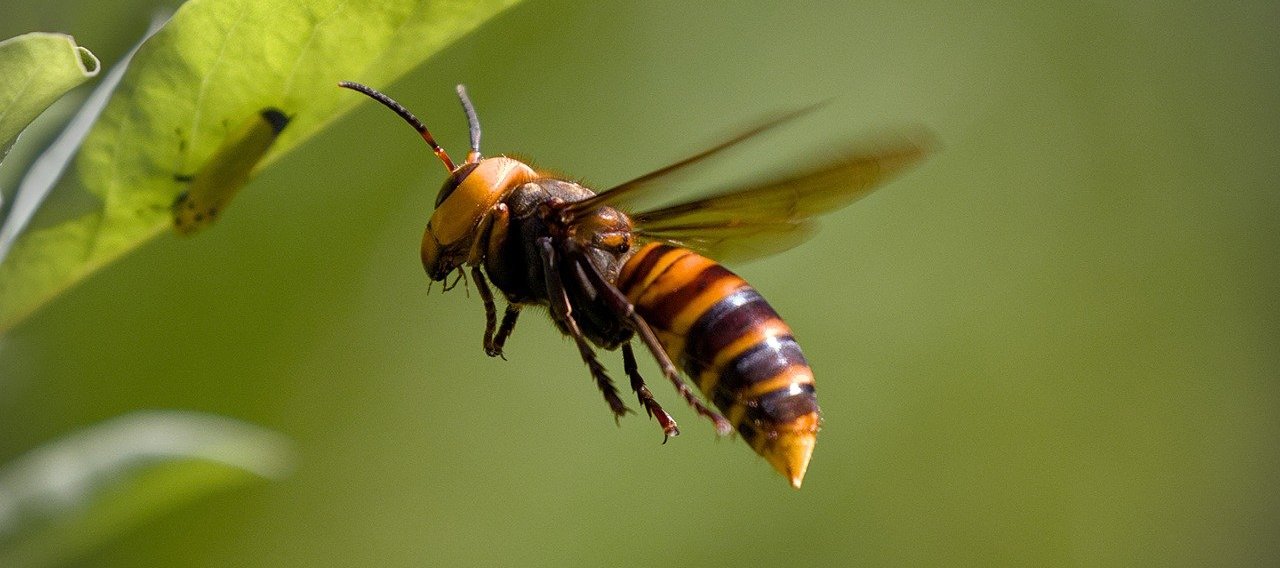 Extermination frelon à Mazamet Castres Carcassonne - Christophe Guérin