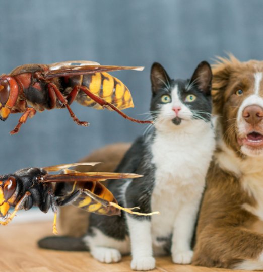 Piqure frelon Animaux - Anti-frelon Mazamet Castres