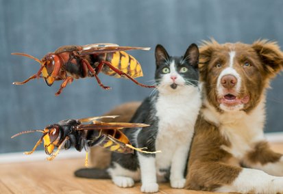 Piqure frelon Animaux - Anti-frelon Mazamet Castres