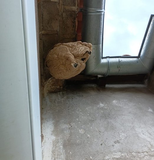 Nid de frelons actif