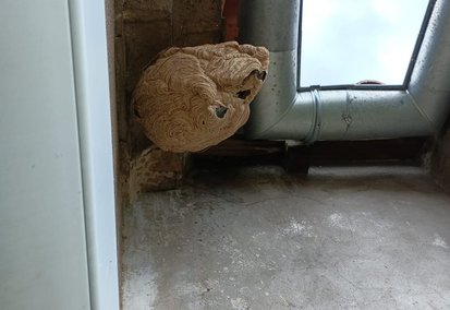 Nid de frelons actif