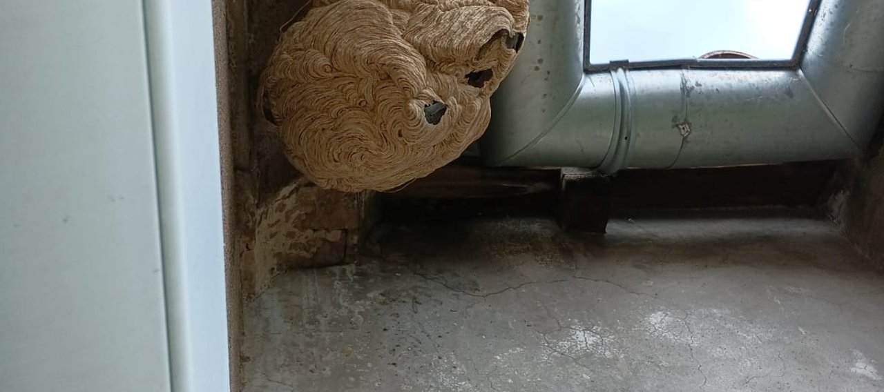 Nid de frelons actif