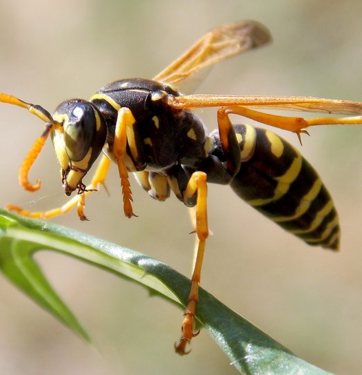 Extermination nid de guêpes - Christophe Guérin 3D - Désinsectisation