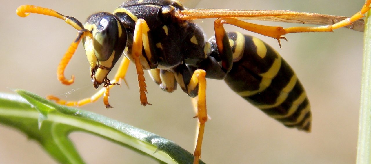 Extermination nid de guêpes - Christophe Guérin 3D - Désinsectisation