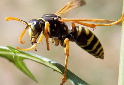 Extermination nid de guêpes - Christophe Guérin 3D - Désinsectisation