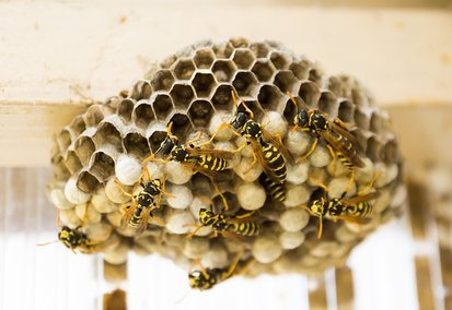 Guêpe sur une surface