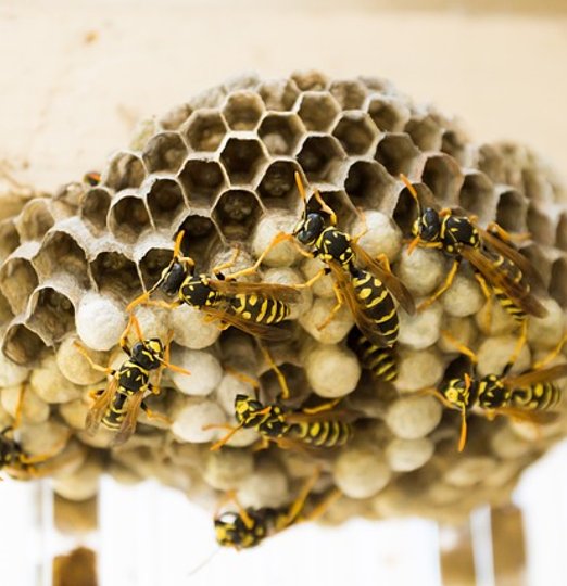 Guêpe sur une surface