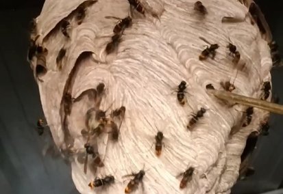 Gros plan sur un nid de frelons en cours de traitement par Christophe Guérin 3D