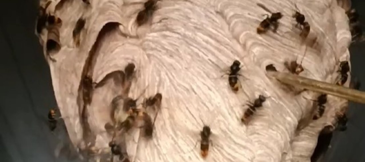 Gros plan sur un nid de frelons en cours de traitement par Christophe Guérin 3D