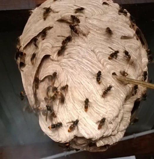 Gros plan sur un nid de frelons en cours de traitement par Christophe Guérin 3D