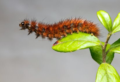 Christophe Guérin 3D - Service anti-nuisible à Mazamet, Castres, Carcassonne - Infestation de Chenilles