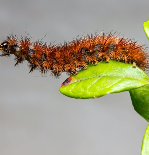 Christophe Guérin 3D - Service anti-nuisible à Mazamet, Castres, Carcassonne - Infestation de Chenilles